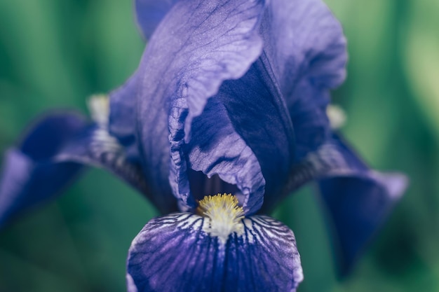 Fiore di iris da vicino all'aperto fiore di irise blu sullo sfondo del giardino