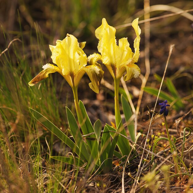 Fiore di iris gialla selvatica che cresce in natura