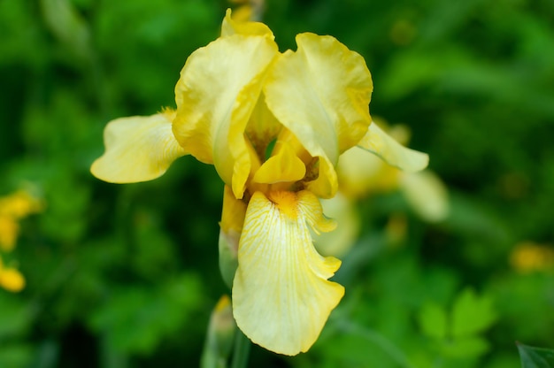 fiore di iris giallo su sfondo verde