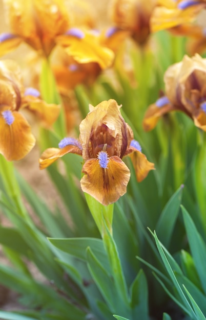 Fiore di iris giallo