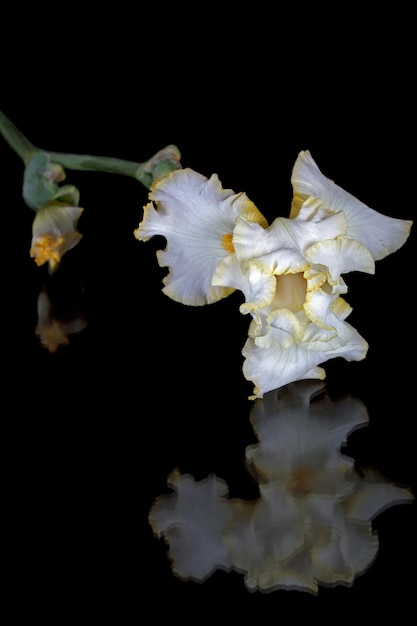 Fiore di iris lat Iris isolato su sfondi neri