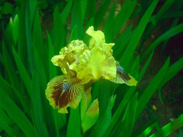Fiore di iris nella foto del fogliame verde