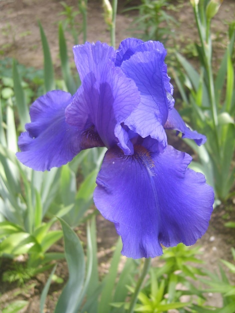 Fiore di iris nella foto del fogliame verde