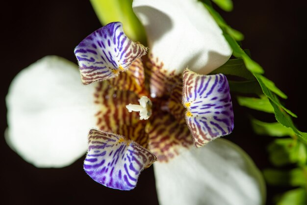 Fiore di Iris, un bellissimo fiore di Iris in un'aiuola nell'estate del Brasile, messa a fuoco selettiva.