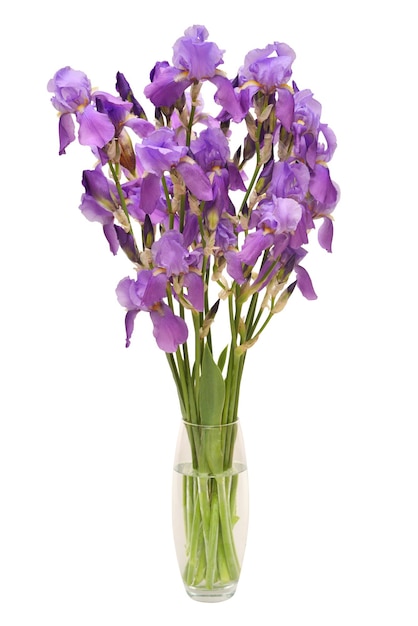 Fiore di iris viola in fiore in vaso isolato su sfondo bianco. Estate. Primavera. Vista piana e dall'alto. Motivo floreale. Amare. San Valentino