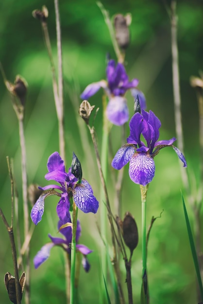 Fiore di iris viola selvatico che cresce in natura estate sfondo floreale stagionale hipster