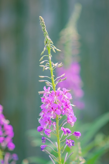 Fiore di Ivan-tè, in una soleggiata giornata estiva in natura.