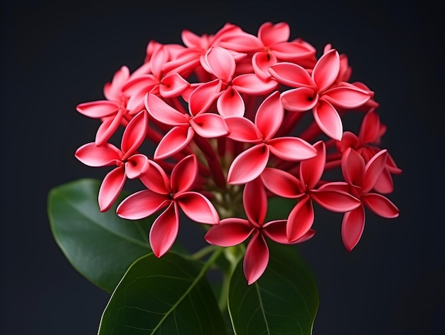 Fiore di Ixora Coccinea in sottofondo in studio singolo Fiore di ixora Coccinia Belle immagini di fiori