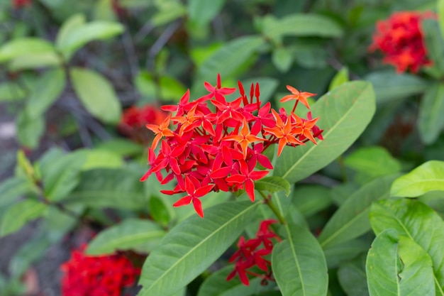 Fiore di Ixora nel giardino