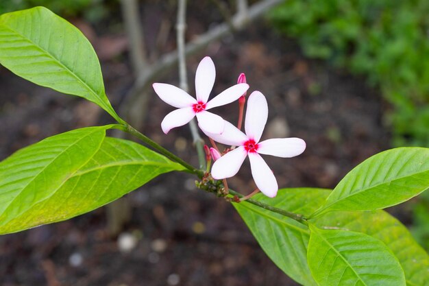 Fiore di Ixora nel giardino