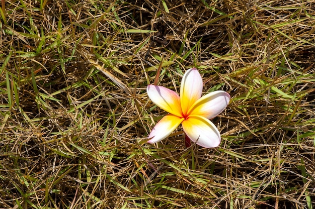 Fiore di Kamboja (Plumeria), noto anche come fiori di Lei e Frangipani, in una messa a fuoco poco profonda sull'erba secca