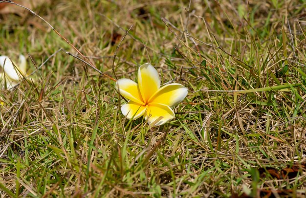 Fiore di Kamboja (Plumeria), noto anche come fiori di Lei e Frangipani, in una messa a fuoco poco profonda sull'erba secca