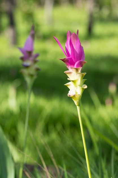 Fiore di Krachai che fiorisce nel campo.