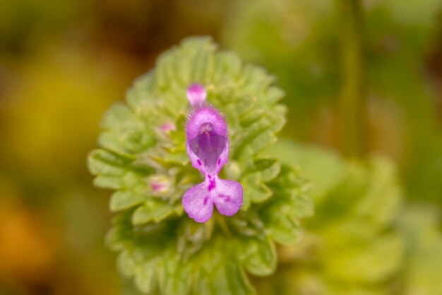 Fiore di Lamium amplexicaule (drago viola)