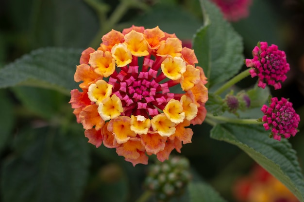 Fiore di lantana camara