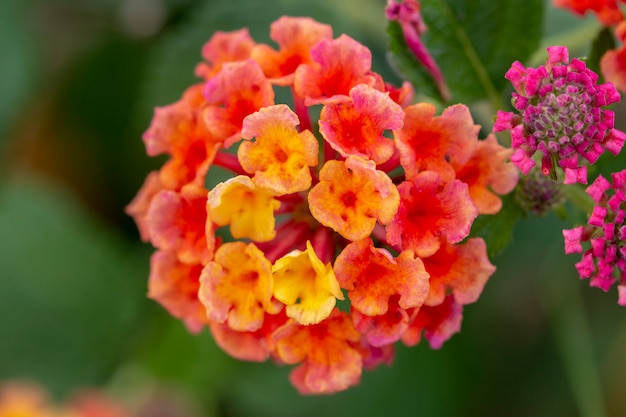 Fiore di lantana camara