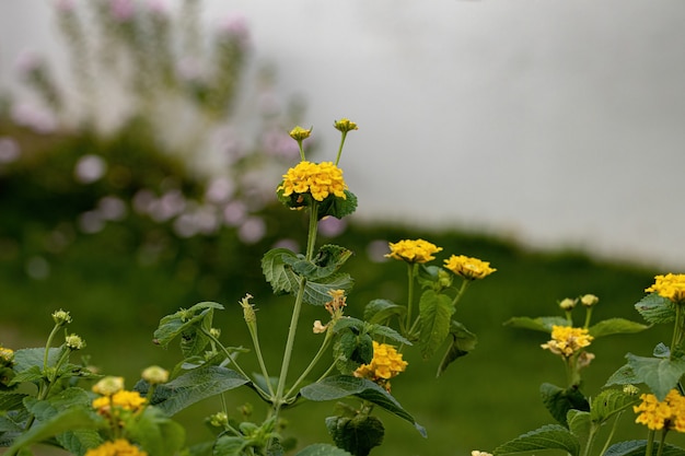 Fiore di lantana comune della specie Lantana camara con messa a fuoco selettiva