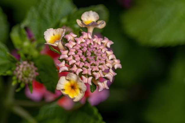 Fiore di lantana comune della specie Lantana camara con messa a fuoco selettiva