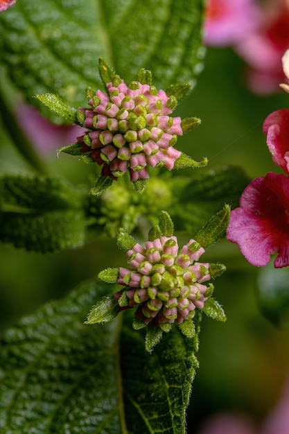 Fiore di lantana comune della specie Lantana camara con messa a fuoco selettiva