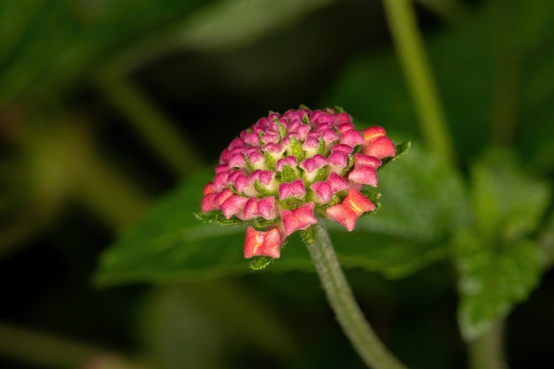 Fiore di Lantana comune della specie Lantana camara
