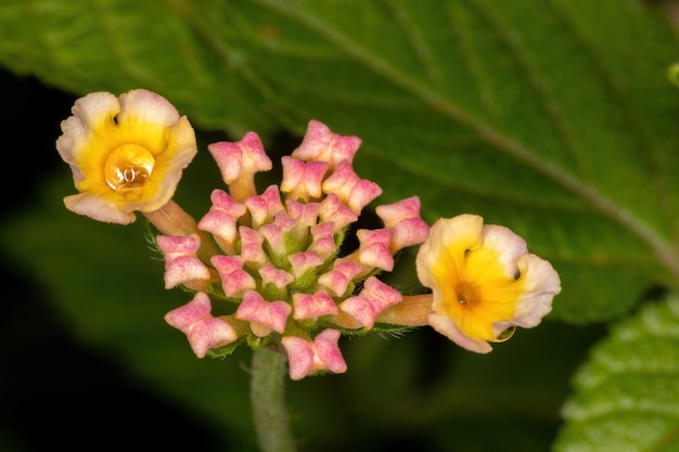 Fiore di Lantana comune della specie Lantana camara