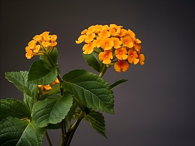 Fiore di lantana comune in sottofondo in studio singolo Fiore di lentana comune Fiore bellissimo