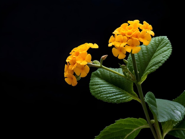 Fiore di lantana comune in sottofondo in studio singolo Fiore di lentana comune Fiore bellissimo