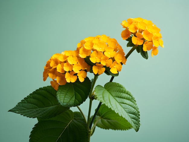 Fiore di lantana comune in sottofondo in studio singolo Fiore di lentana comune Fiore bellissimo