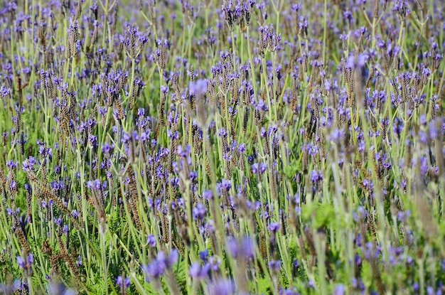 Fiore di lavanda a foglia stretta nel giardino