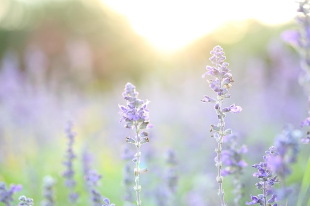 Fiore di lavanda al tramonto