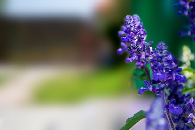 Fiore di lavanda con ape in giardino