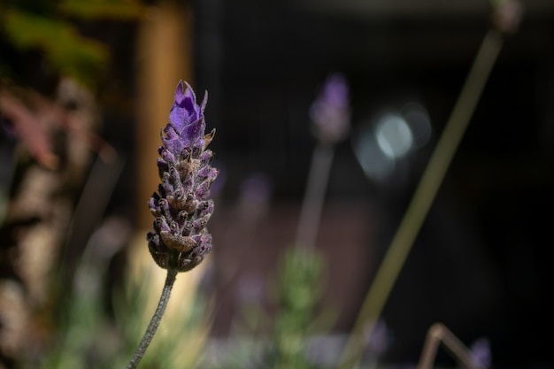 Fiore di lavanda con sfondo sfocato