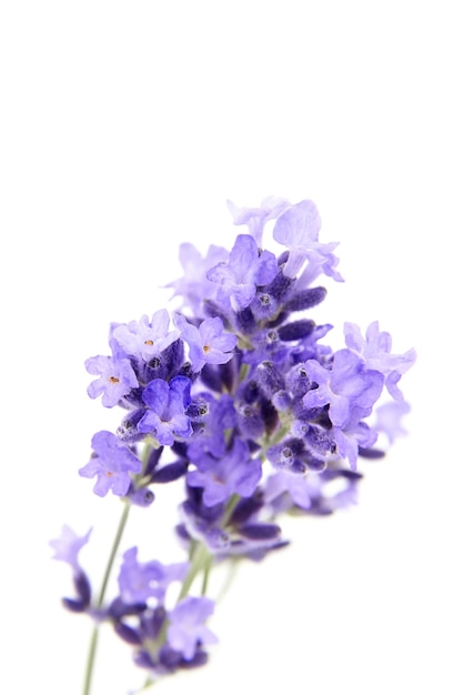 Fiore di lavanda in fiore isolato su sfondo bianco