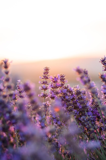 Fiore di lavanda in fiore prato su sfondo tramonto primo piano Stagione estiva Natura sfondo