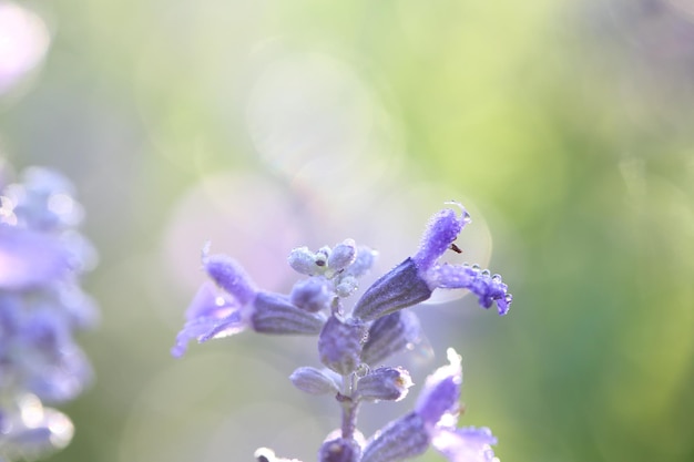 Fiore di lavanda in primo piano con sfondo verde