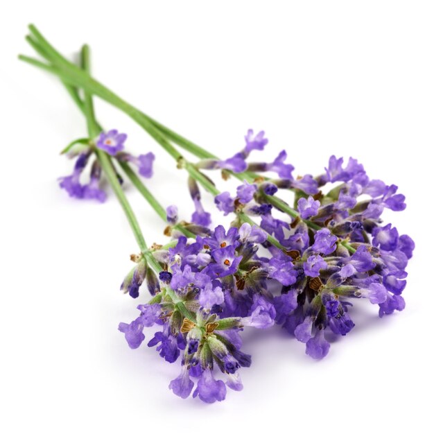 Fiore di lavanda isolato su bianco