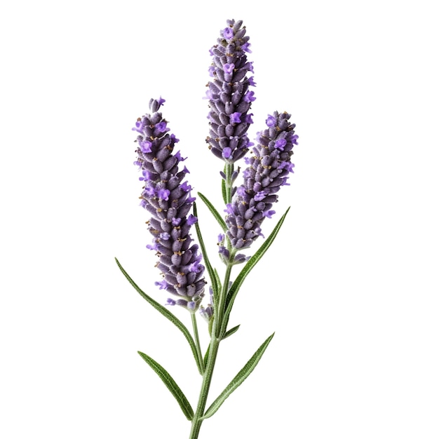 Fiore di lavanda isolato su sfondo con intelligenza artificiale generativa