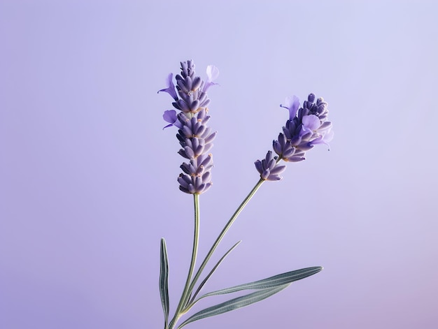 fiore di lavanda sullo sfondo dello studio fiore di Lavanda singolo immagini di fiori bellissimi