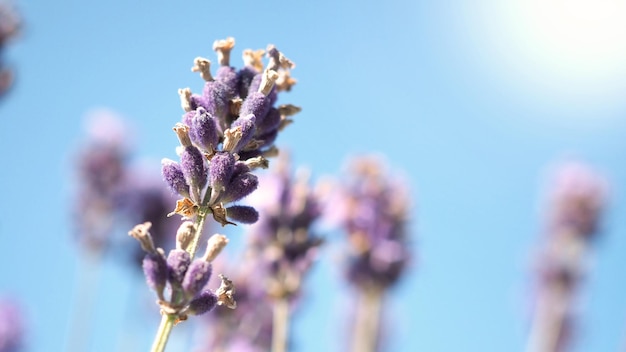 Fiore di lavanda vicino e campo fiorito in estate con cielo blu Dà un odore di erbe rilassanti