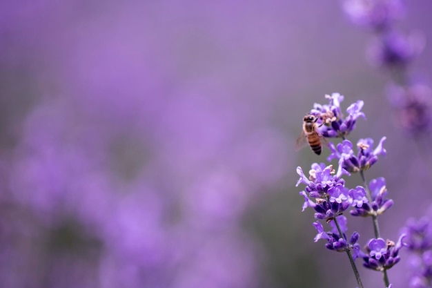 Fiore di lavanda vicino in un campo in Corea