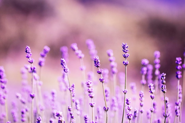 Fiore di lavanda vicino in un campo in Corea