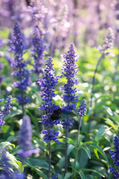 Fiore di lavanda viola che fiorisce nel giardino