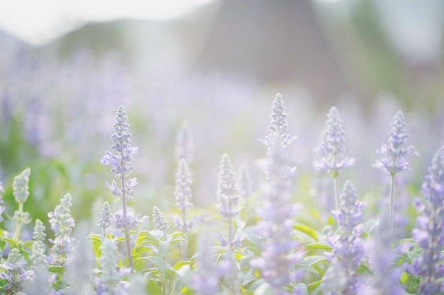 fiore di lavanda