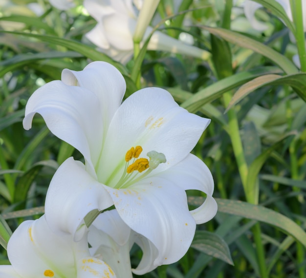 Fiore di Lilium longiflorum (giglio di pasqua)