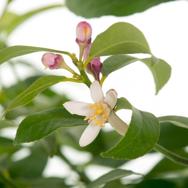 fiore di limone