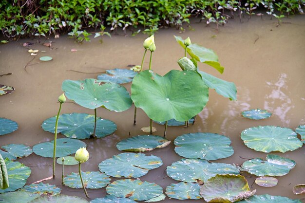 Fiore di loto bella