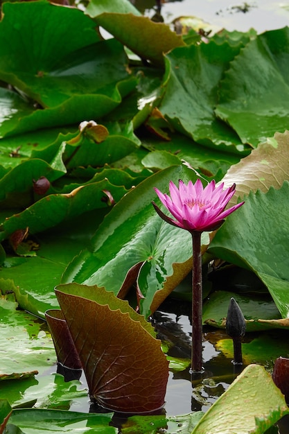 Fiore di loto bello