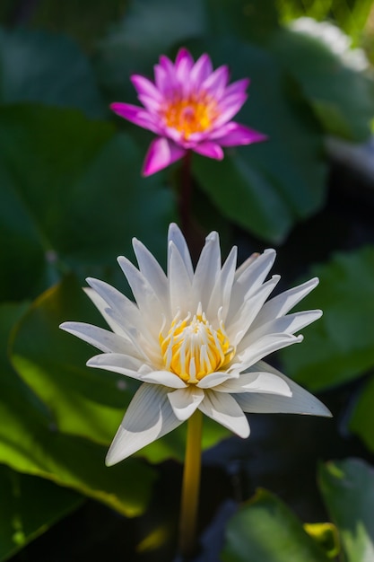 Fiore di loto bianco bellissimo loto.