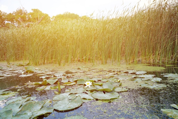 Fiore di loto bianco con polline giallo sulla superficie dell'acqua