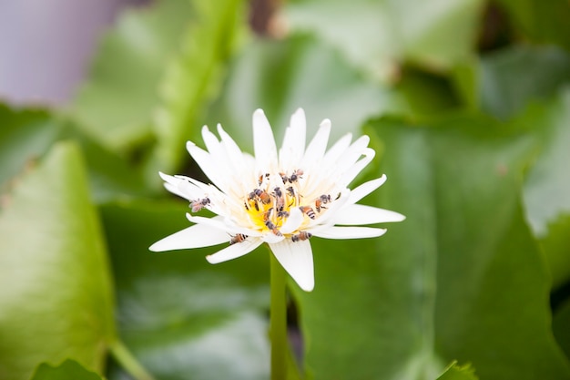 Fiore di loto bianco